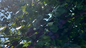 Țuica de prune 40 grade - imagine 2