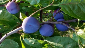 Țuica de prune 40 grade - imagine 6