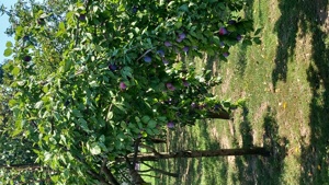 Țuica de prune 40 grade - imagine 4