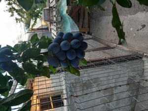 Țuica de prune 40 grade - imagine 8