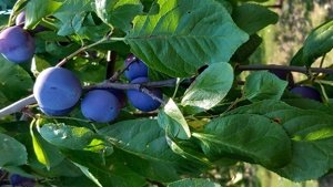 Țuica de prune 40 grade - imagine 7