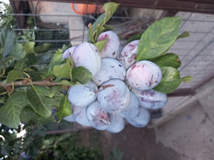 Țuica de prune 40 grade - imagine 9