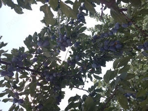 Țuica de prune 40 grade - imagine 10