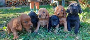 Cocker spaniel de vanzare