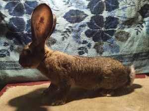 Vând iepuri urias gri  - imagine 2