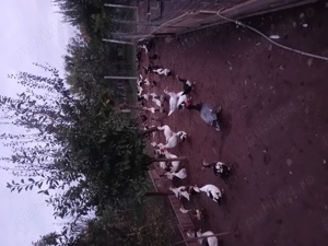 De vânzare rațe mute  - imagine 4