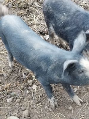 Vând  2 scrofite  basna - imagine 3