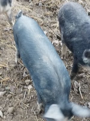 Vând  2 scrofite  basna - imagine 4