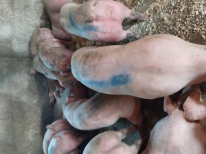 Porci de carne 100-300 kg