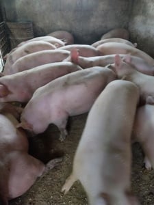 Porci mari rasa de carne  - imagine 3