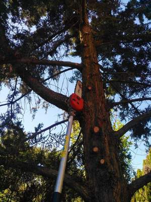 Toaletare arbori, arbuști plante oramentale - imagine 4