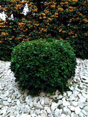 Toaletare arbori, arbuști plante oramentale - imagine 3