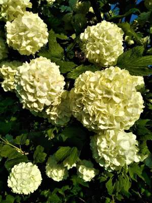 Toaletare arbori, arbuști plante oramentale - imagine 9