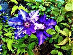 Toaletare arbori, arbuști plante oramentale - imagine 7