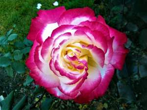 Toaletare arbori, arbuști plante oramentale