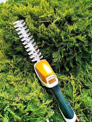 Toaletare arbori, arbuști plante oramentale - imagine 10