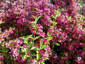 Toaletare arbori, arbuști plante oramentale - imagine 8