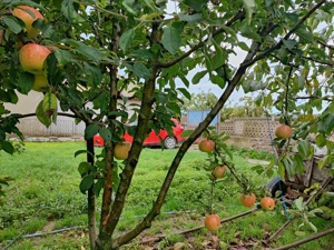 Vând casa la țară în localitatea Zebil. - imagine 3