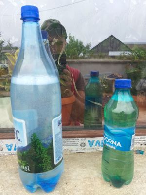 Vand pălincă de bihor  - imagine 3