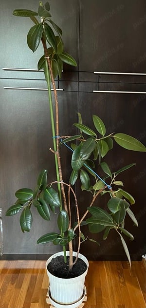 Vand planta Ficus mare de interior 