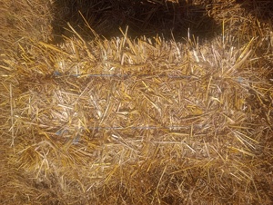 Vînd baloții de paie 