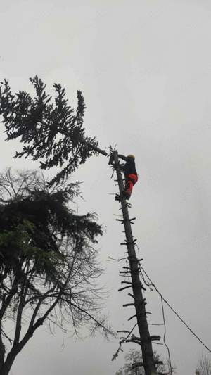 alpinisti utilitarii toaletare copaci 