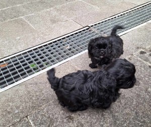 Pechinezi mici de rasă pura-Pekingez Imperial -portocaliu și negru - imagine 4