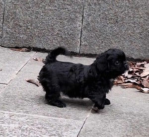 Pechinezi mici de rasă pura-Pekingez Imperial -portocaliu și negru - imagine 9