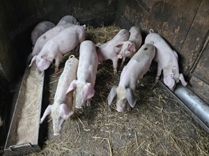 Vand 10 purcei, rasa Duroc cu Marele Alb, 5 masculi si 5 femele cu 600 lei bucata.