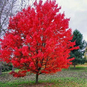 Artar rosu si japonez in ghiveci - arbori exotici