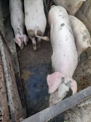 Vănd porci și purcei - imagine 5