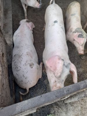 Vănd porci și purcei - imagine 3