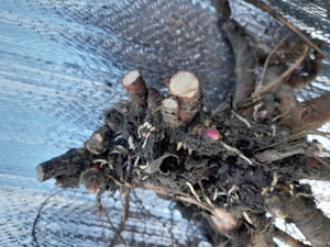 Lavandă și bujori.