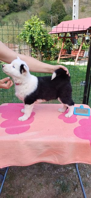 Puiuți de Yakutian Laika din cănise cu pedigree  - imagine 8