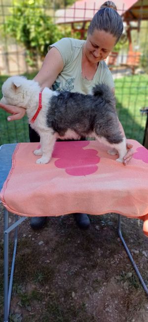 Puiuți de Yakutian Laika din cănise cu pedigree  - imagine 9