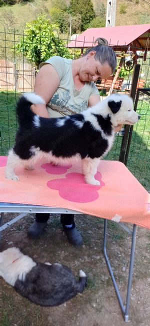 Puiuți de Yakutian Laika din cănise cu pedigree  - imagine 4