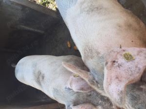 Pentru Crăciun crescuți la țară cu porumbi - imagine 2