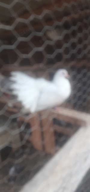 porumbei voltati de vinzare