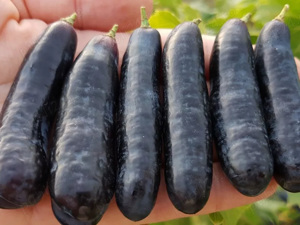 Butasi Vie Soiul Avatar Si Alte Soiuri In Comentariu - imagine 2