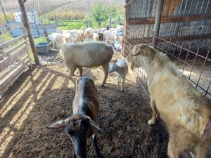 Țap Saanen  - imagine 3