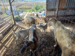 Țap Saanen  - imagine 4