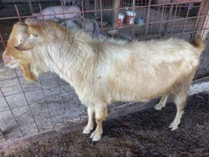 Țap Saanen  - imagine 2