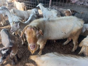 Țap Saanen  - imagine 5