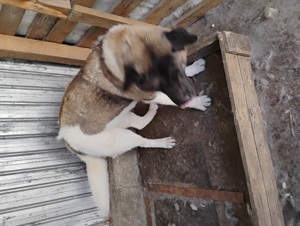 Femela akita american - imagine 5