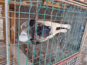 Femela akita american - imagine 7