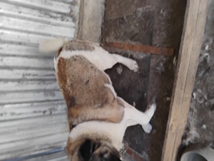 Femela akita american - imagine 4