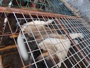 Femela akita american - imagine 3