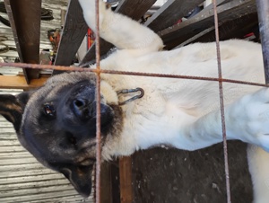 Femela akita american - imagine 6