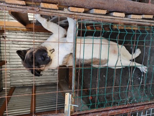 Femela akita american - imagine 8