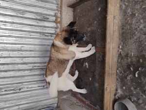 Femela akita american - imagine 2